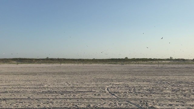 Common Tern - ML340161421