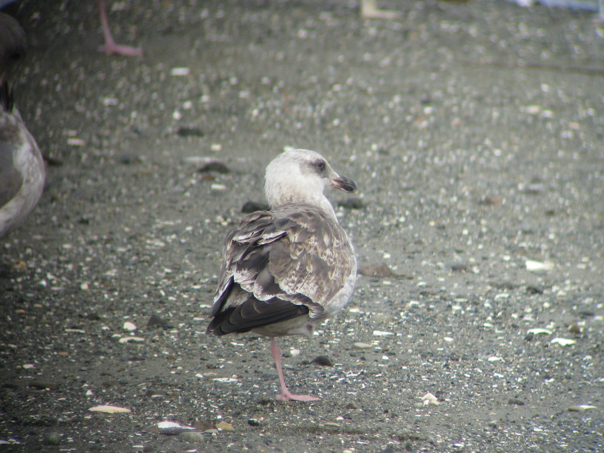 Western Gull - Dave Slager