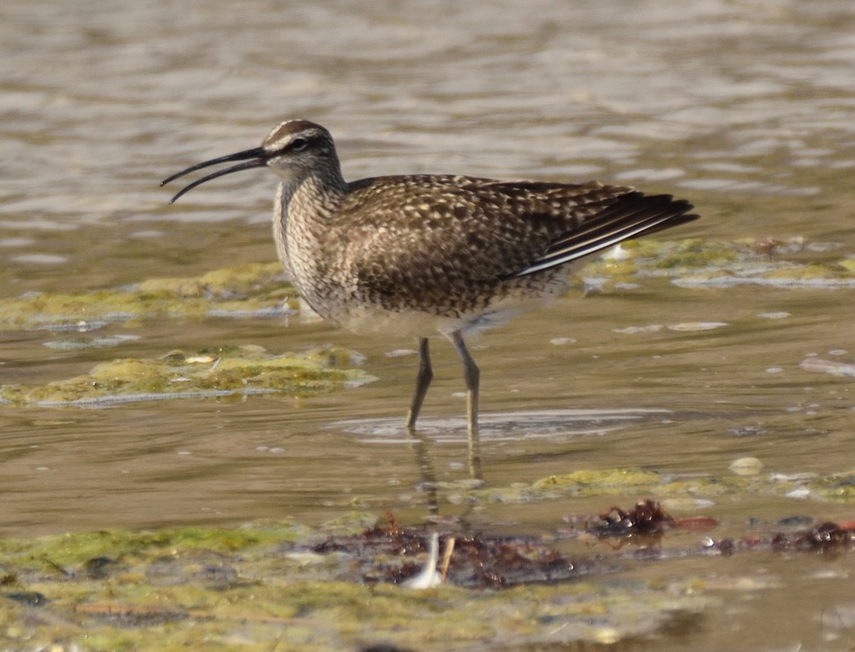 Hudsonian Whimbrel - ML340167461