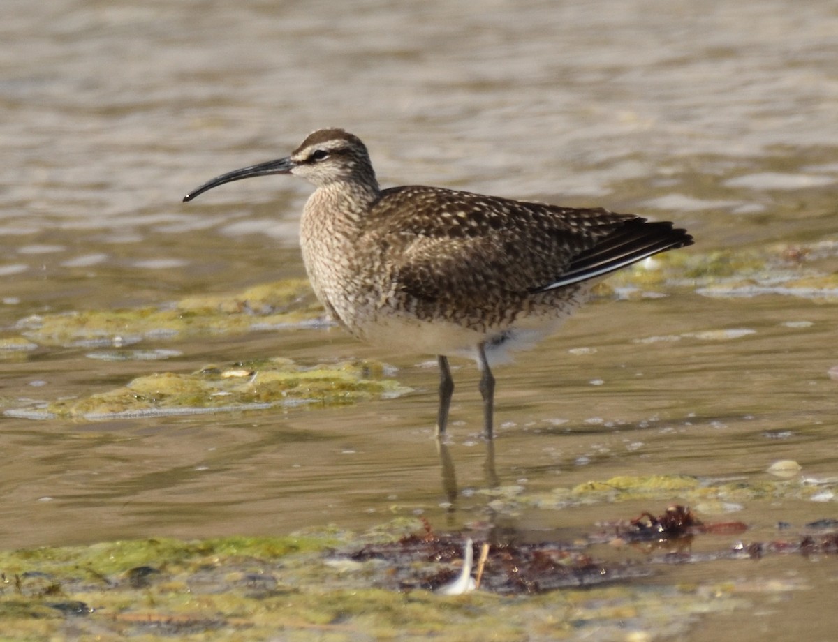 Hudsonian Whimbrel - ML340167471