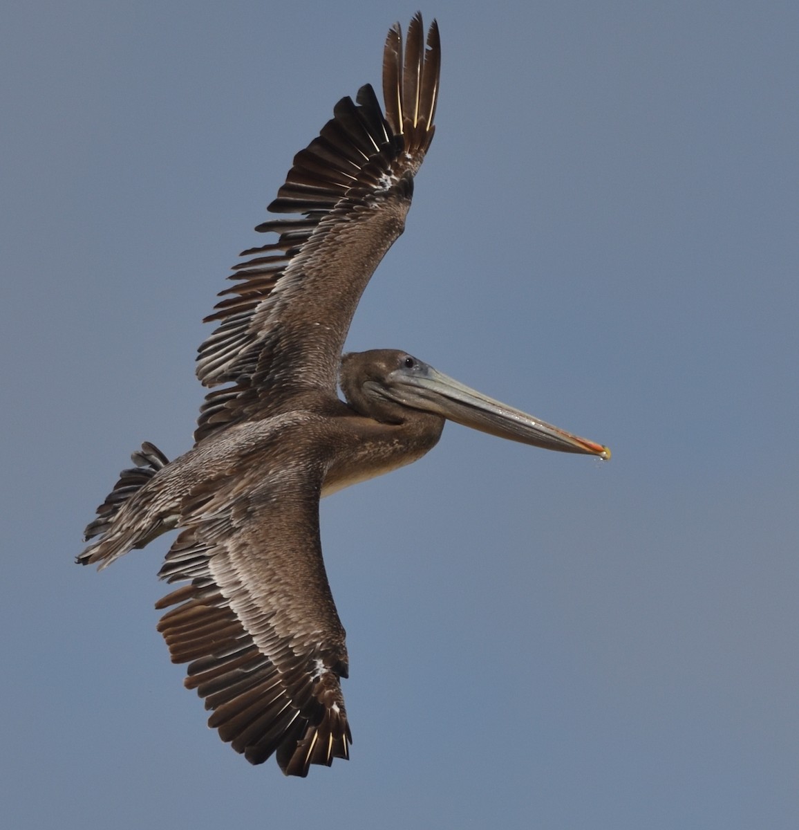 Brown Pelican - ML340167501