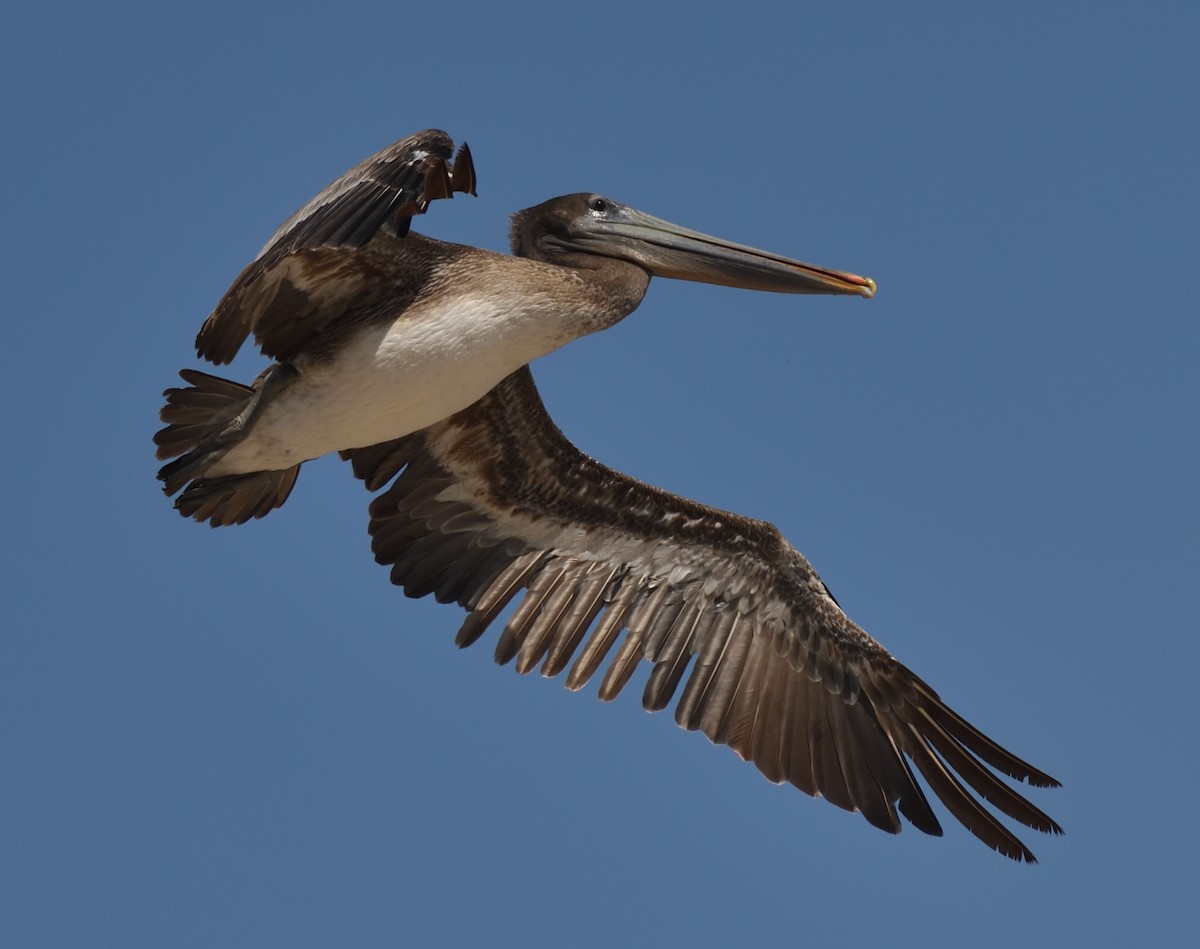 Brown Pelican - ML340167521