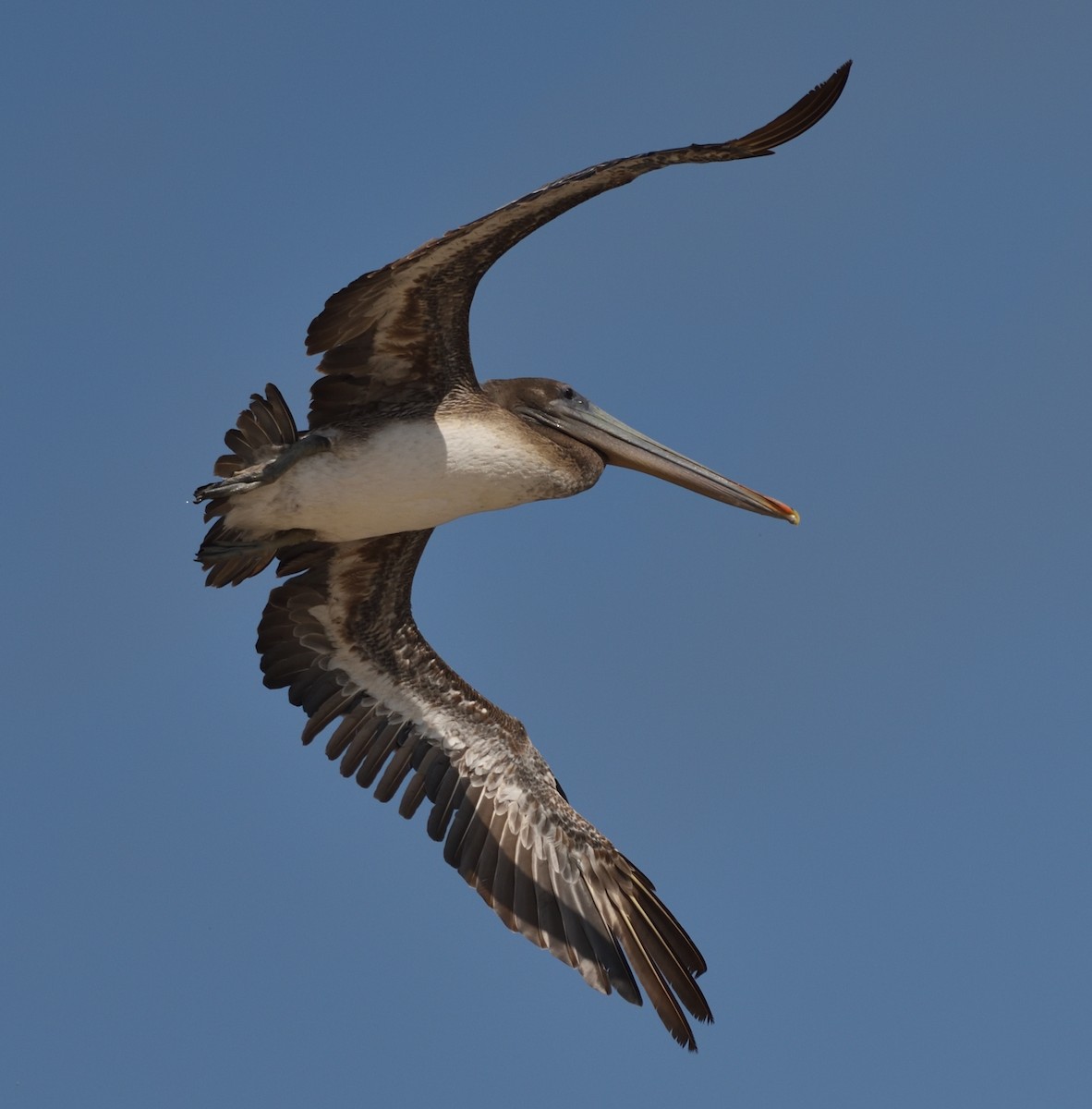 Brown Pelican - ML340167531