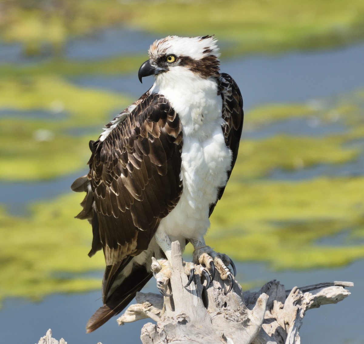 Osprey - ML340167591