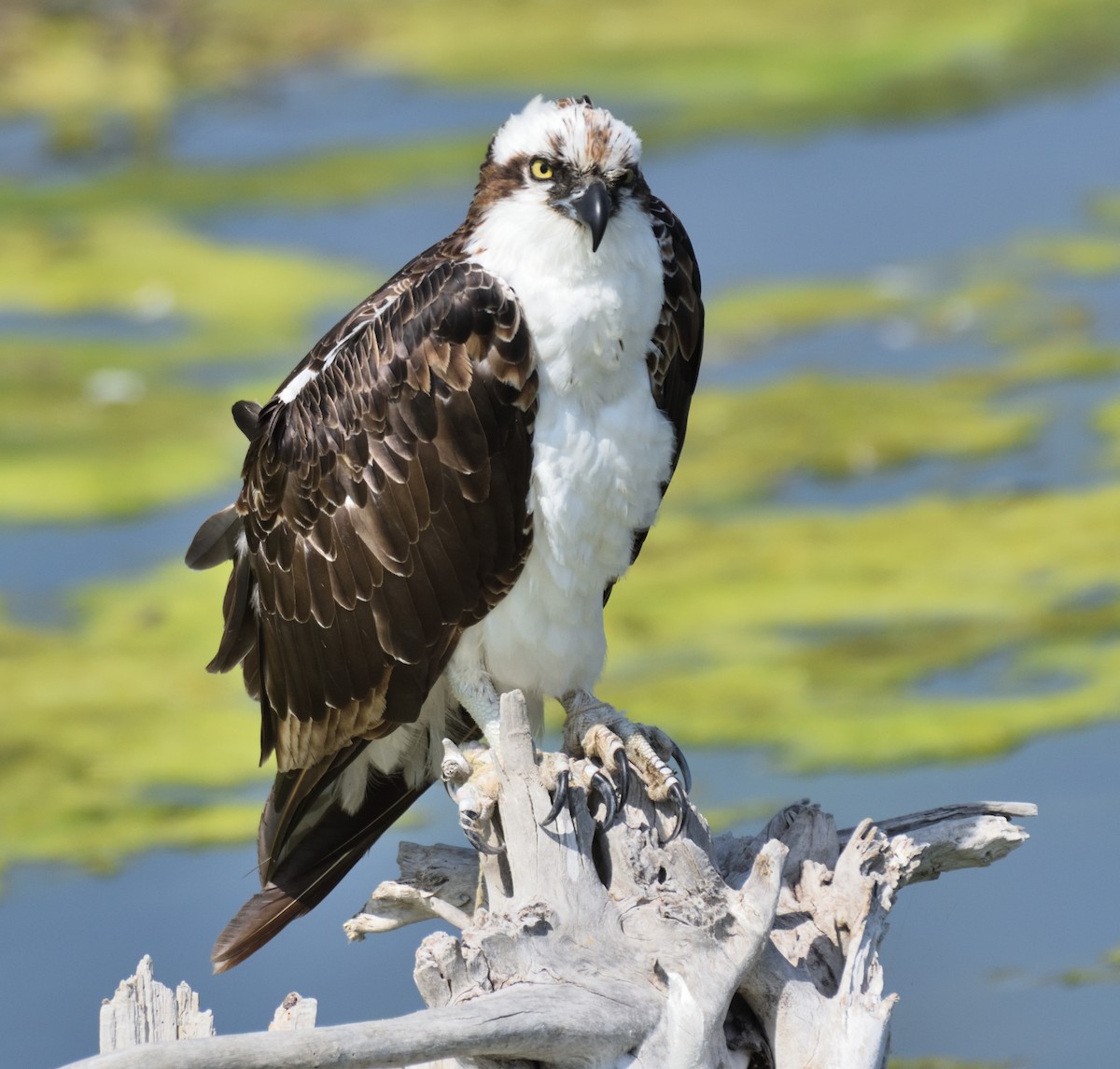 Osprey - ML340167601