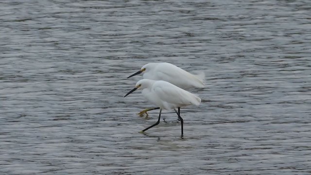 Snowy Egret - ML340169671