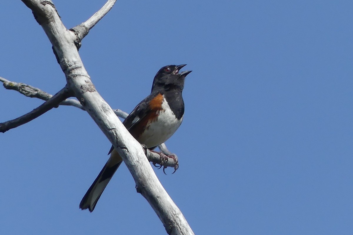 Eastern Towhee - ML340169881