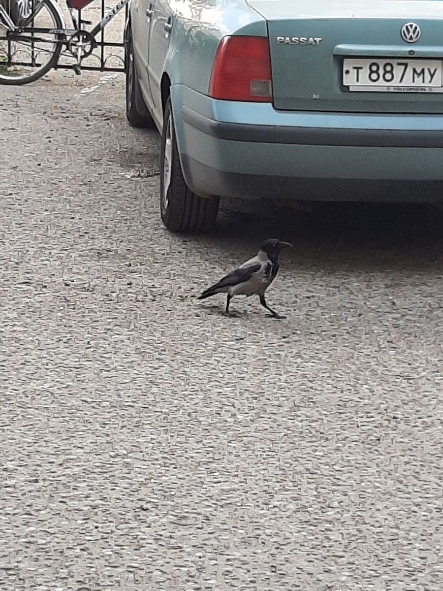 Hooded Crow - ML340170221