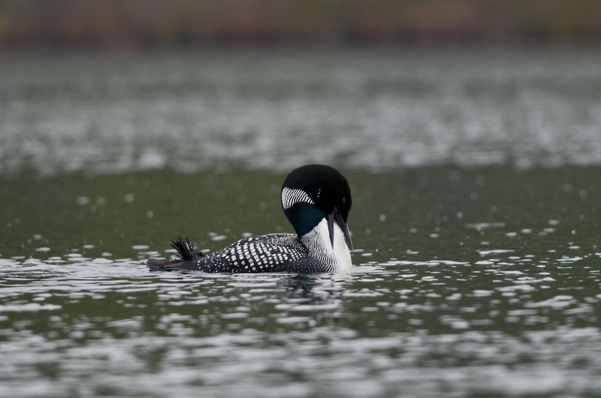 Common Loon - ML340170541