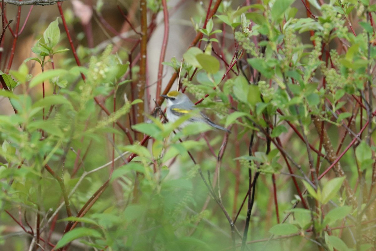 Brewster's Warbler (hybrid) - ML340170781