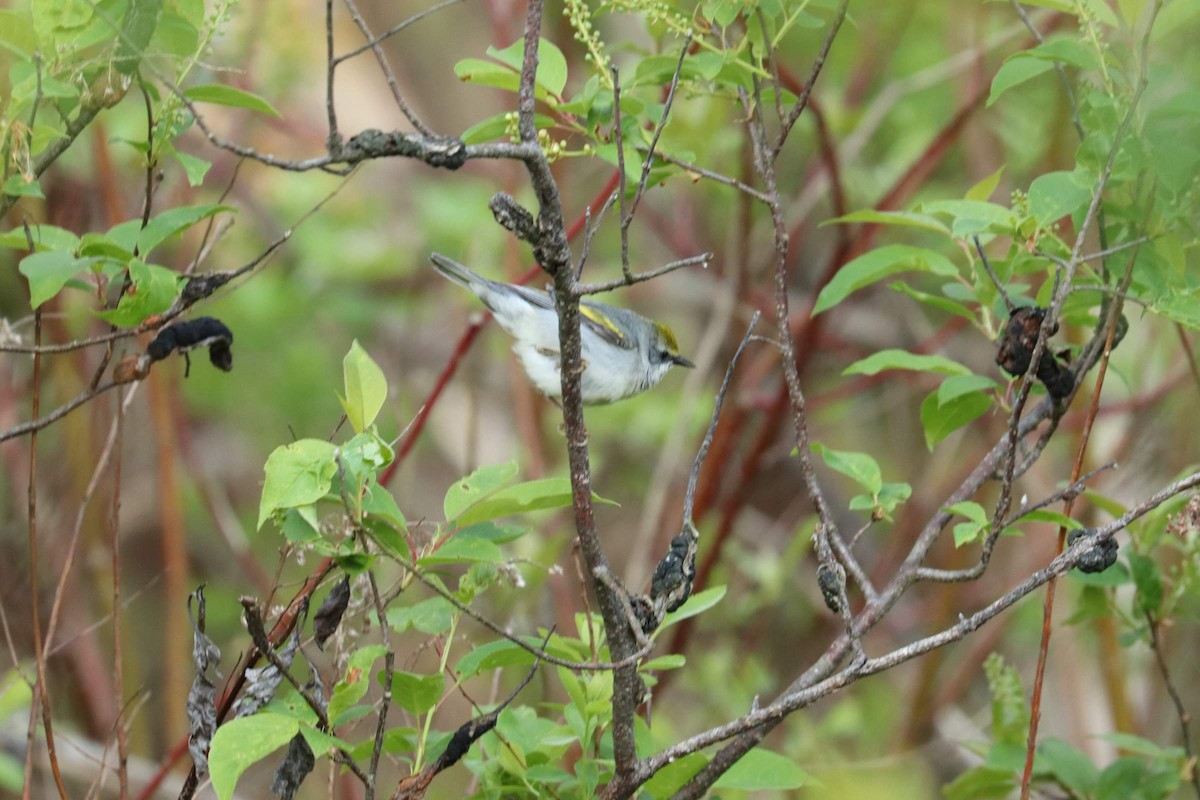 Brewster's Warbler (hybrid) - Corry Ziörjen