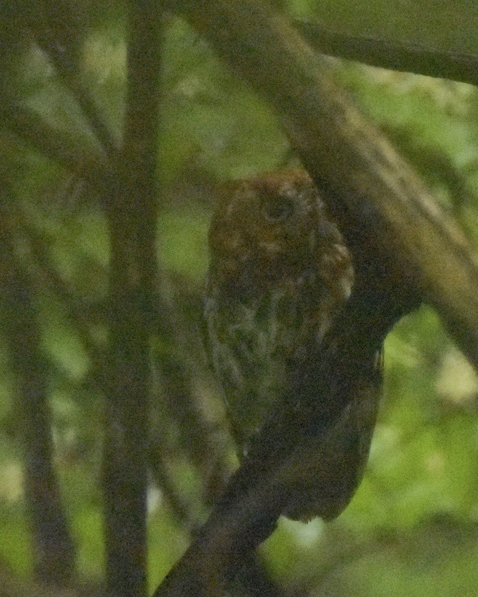 Eastern Screech-Owl - ML340172291