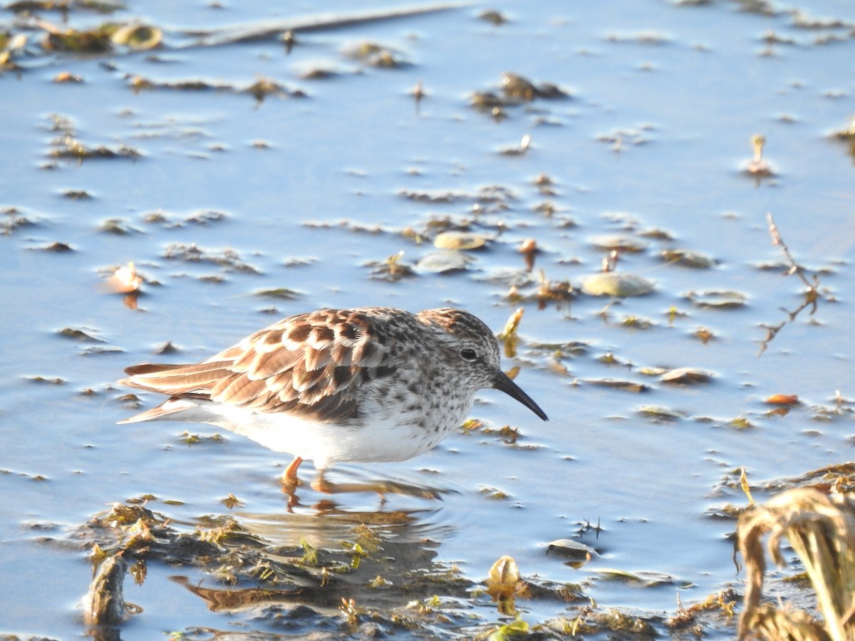 Least Sandpiper - ML340172331