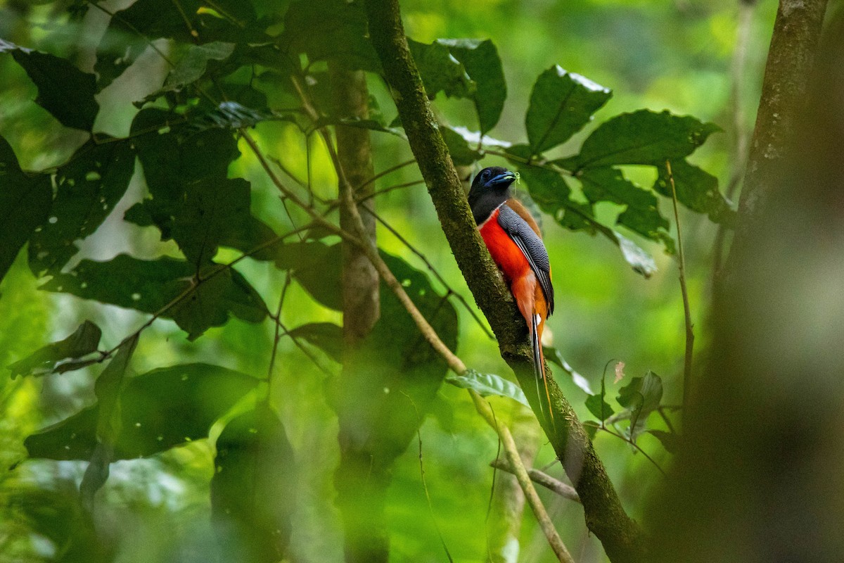 Malabar Trogon - ML340172591