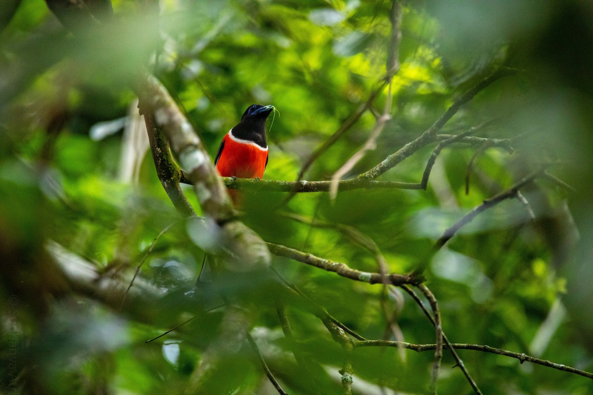 Malabar Trogon - ML340172631