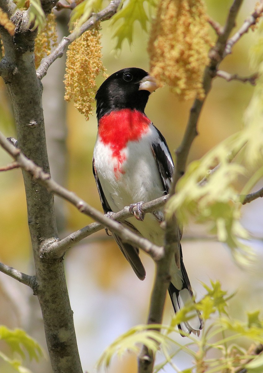 Rose-breasted Grosbeak - ML340172981