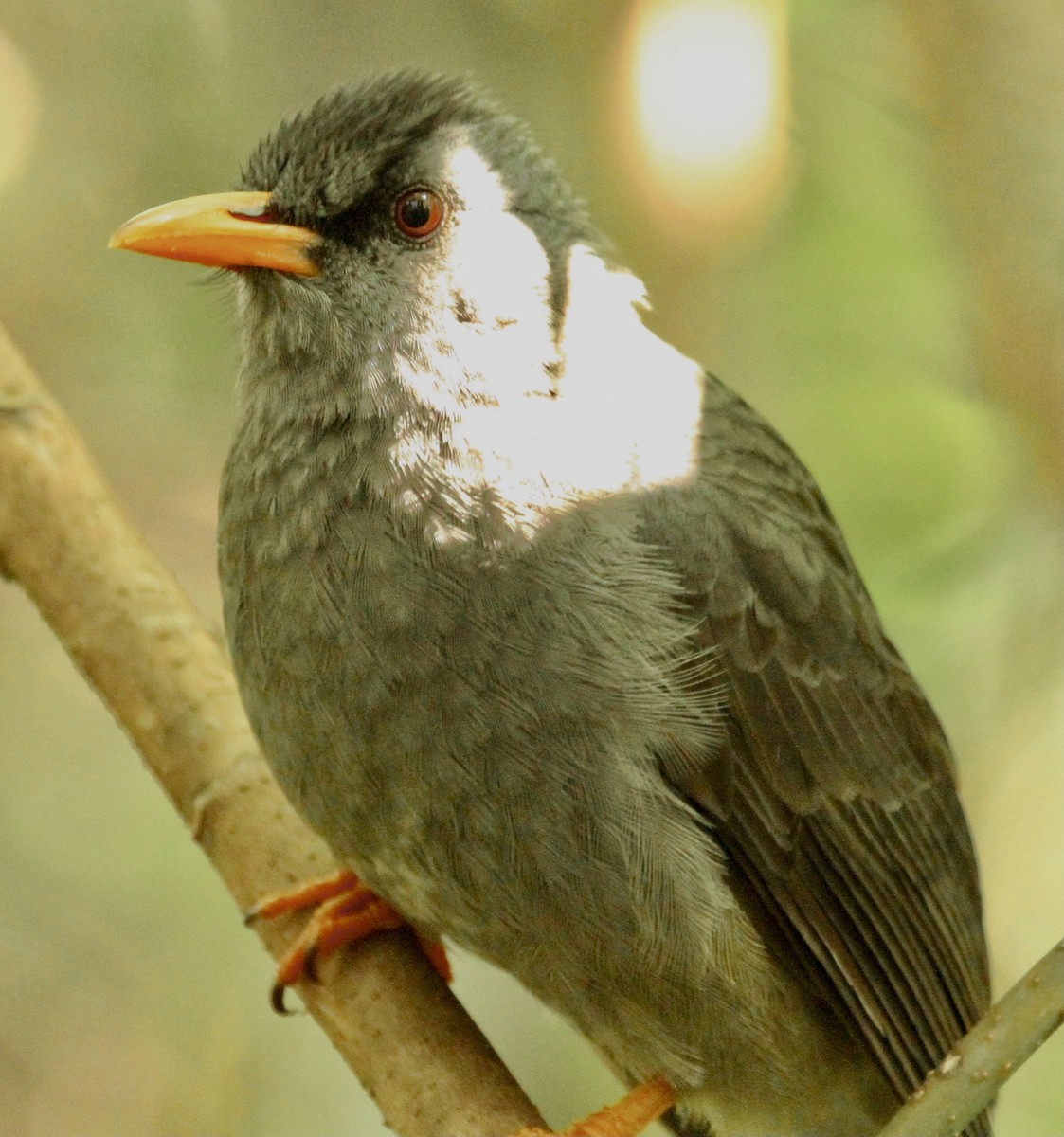 Mauritius Bulbul - ML340173511