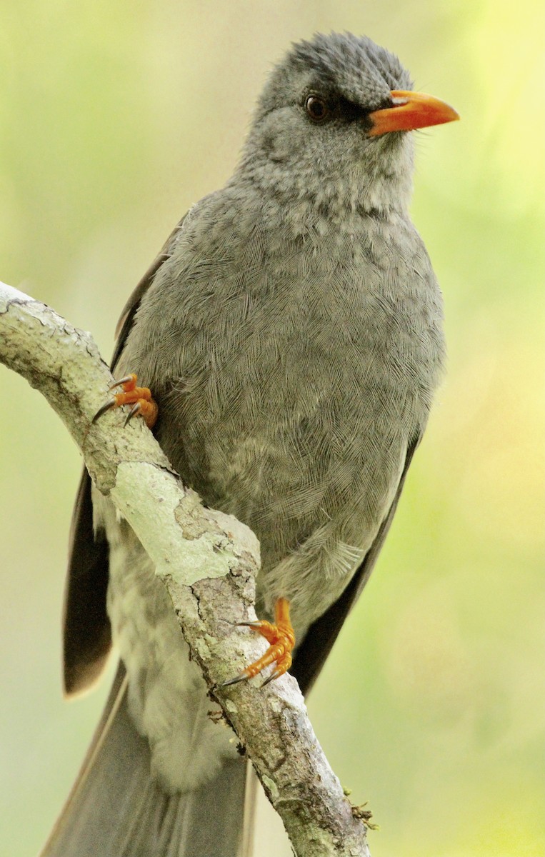 Mauritius Bulbul - ML340173541