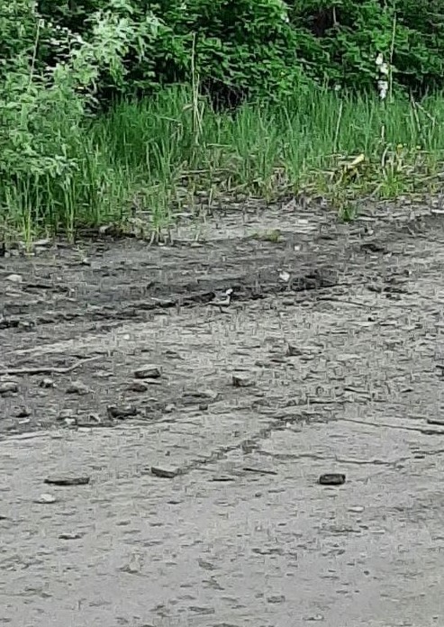 White Wagtail - Анастасия Данилюк