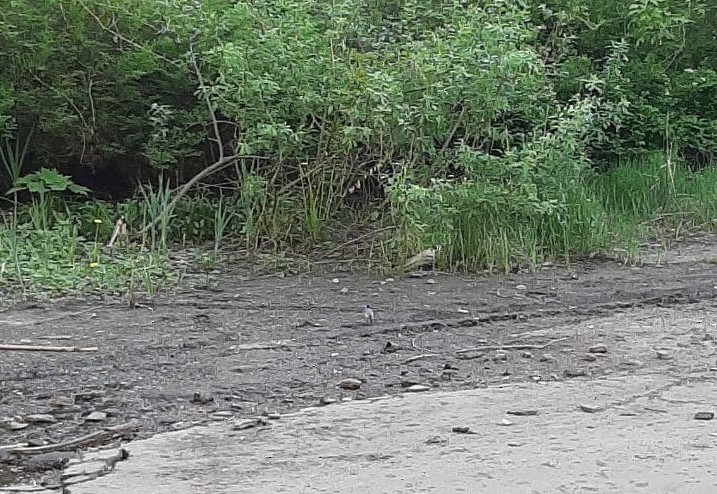 White Wagtail - Анастасия Данилюк