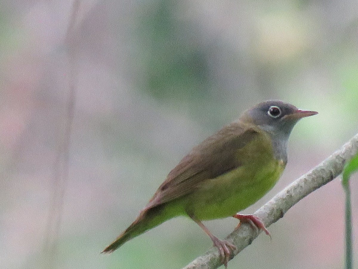 Connecticut Warbler - Chris Newbold