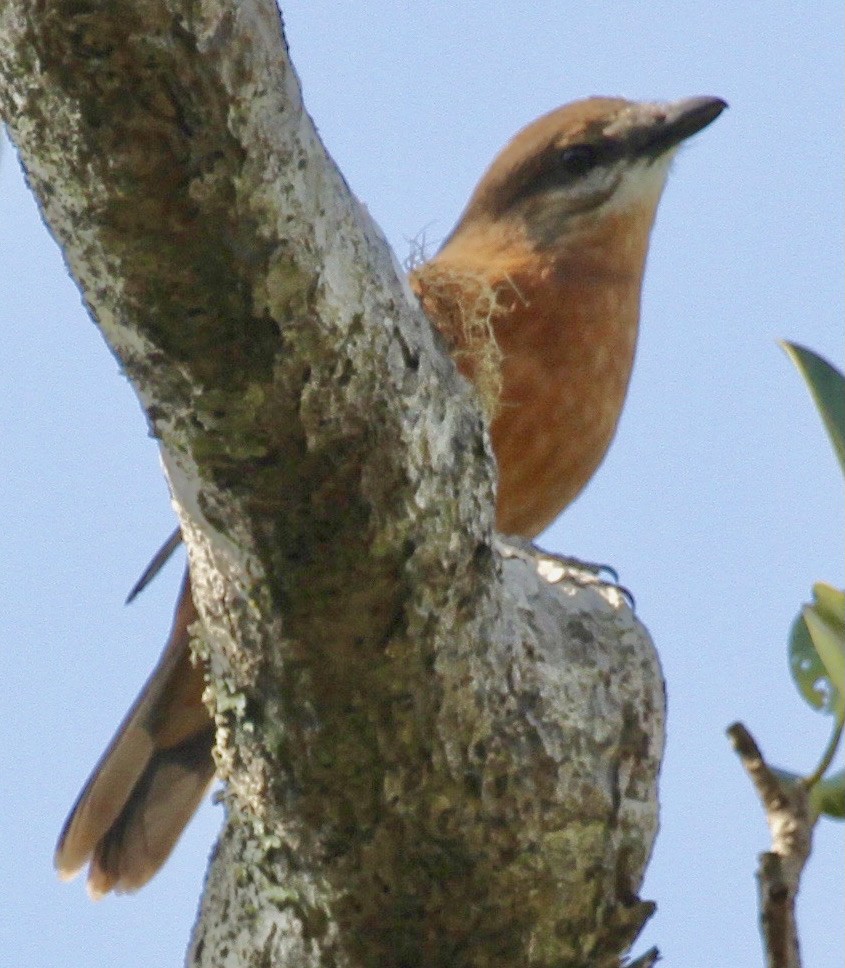 Mauritius Cuckooshrike - ML340174471