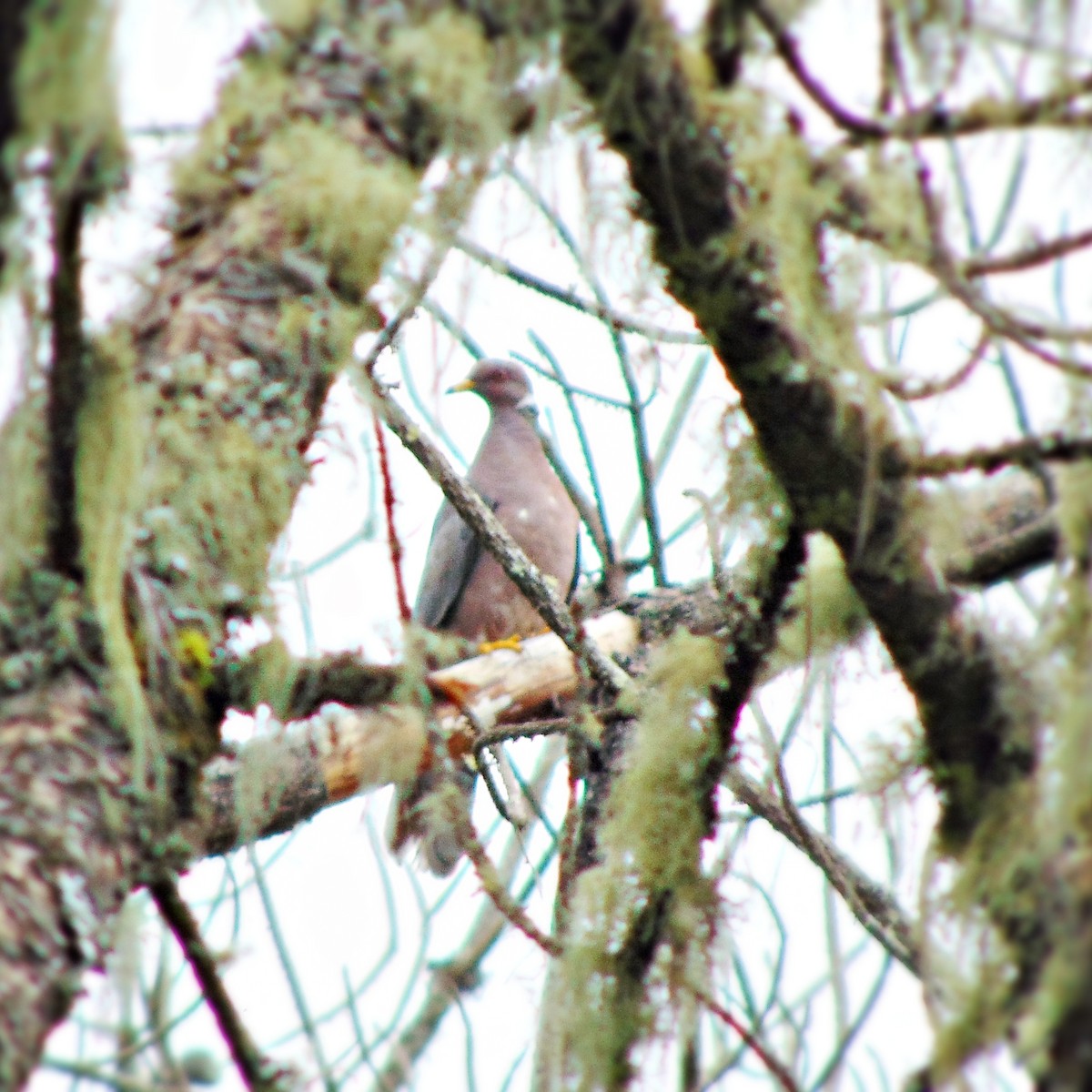 Band-tailed Pigeon - ML34017491