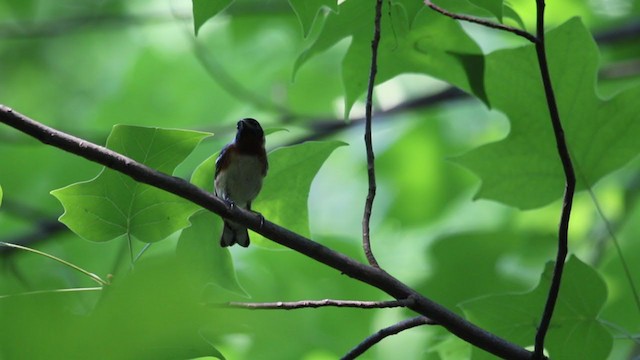 Bay-breasted Warbler - ML340175551