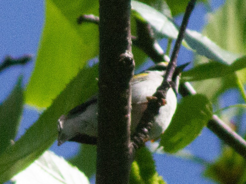 Golden-winged Warbler - ML340175711