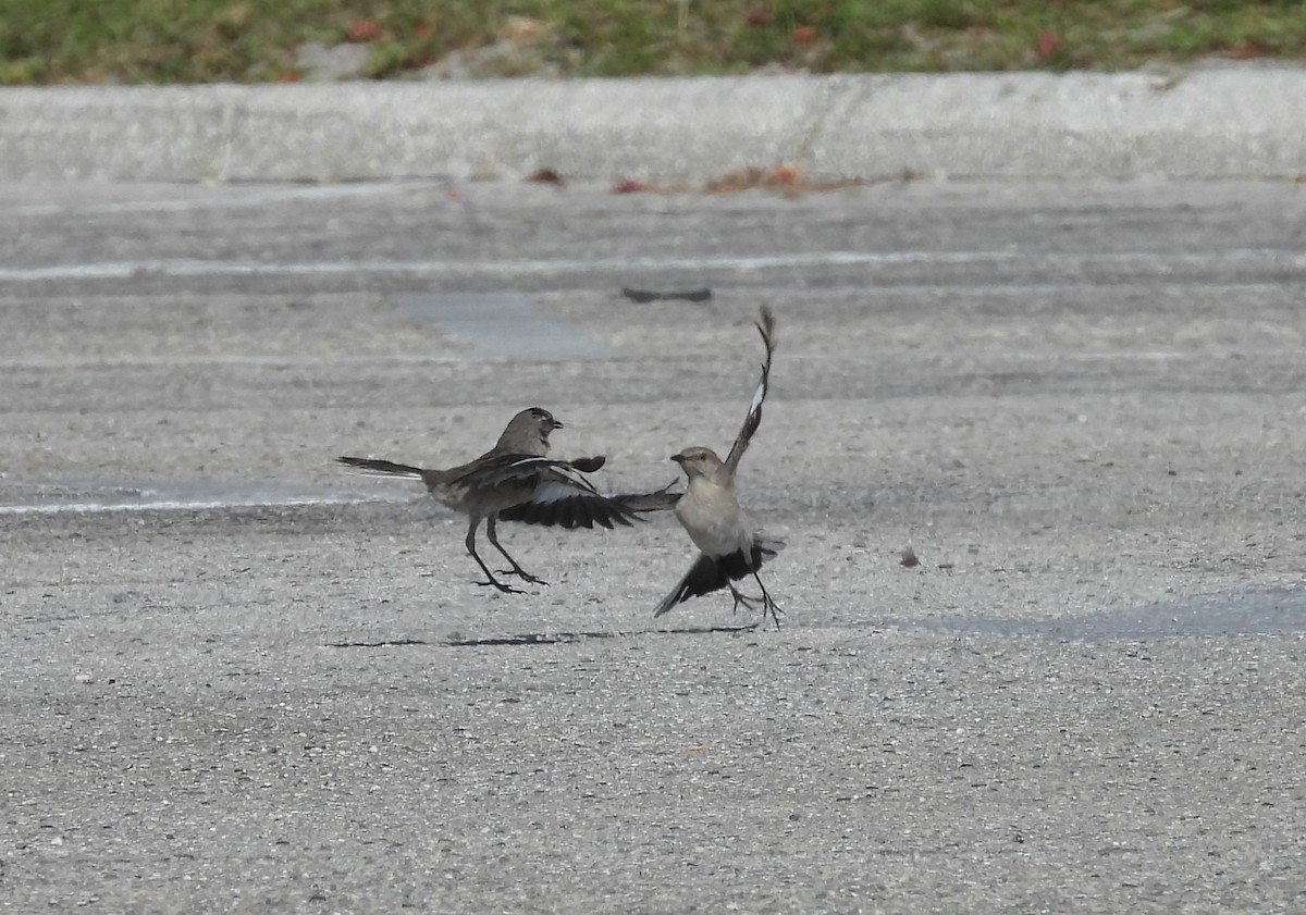 Northern Mockingbird - ML340175721