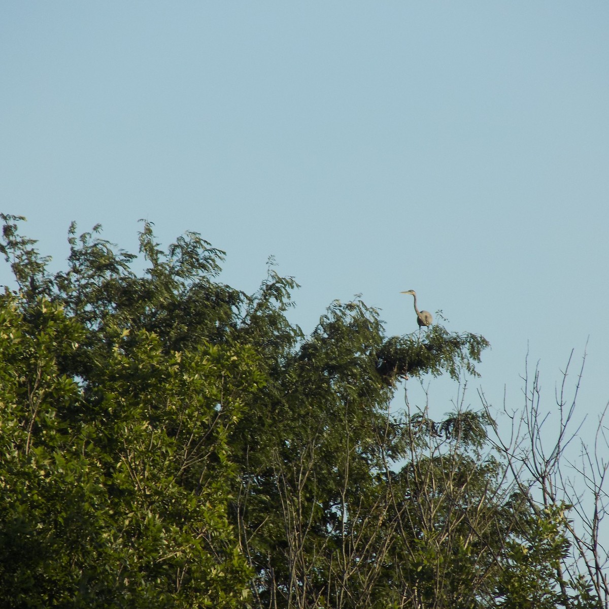 Great Blue Heron - Chad Carroll