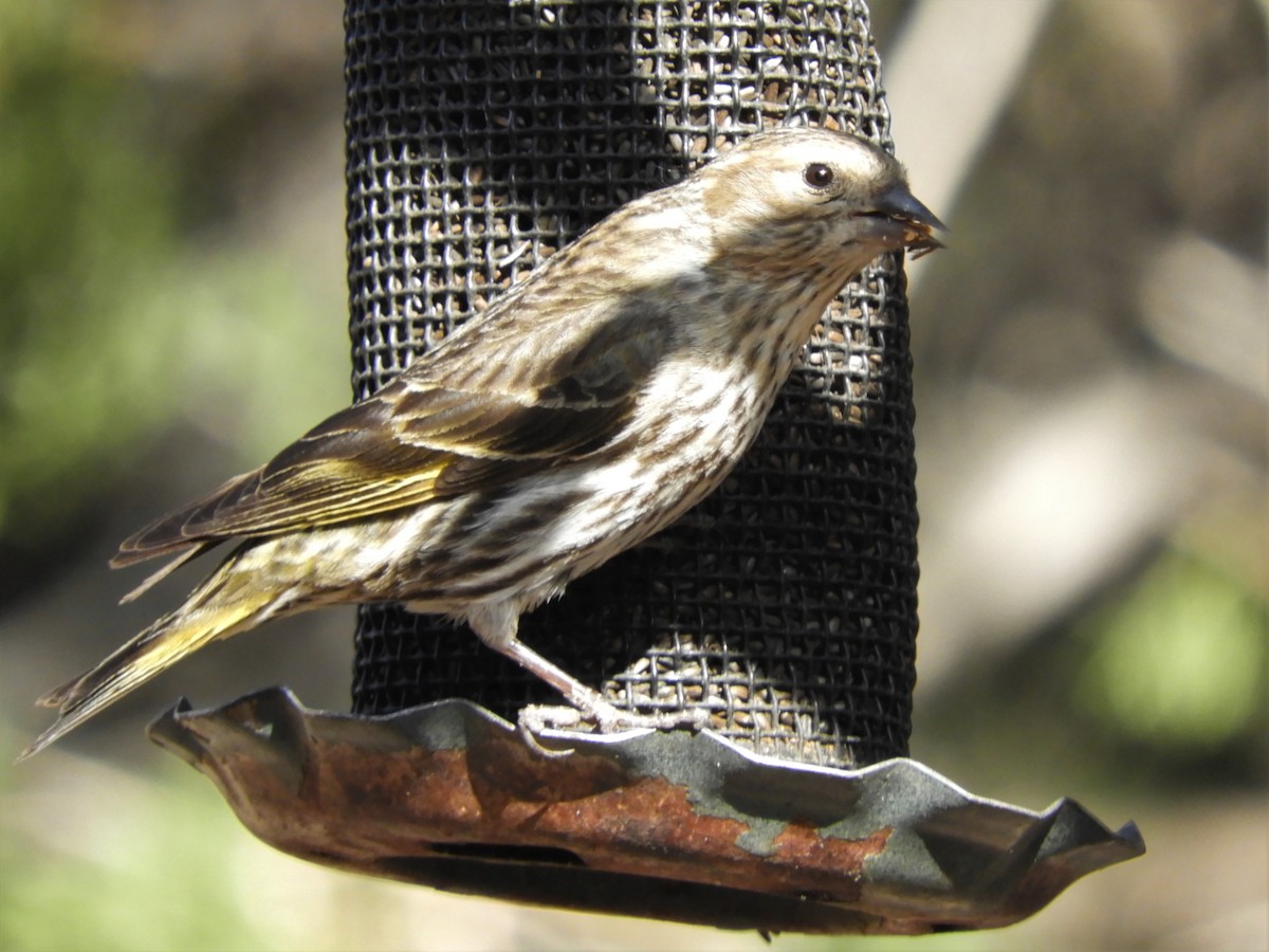 Pine Siskin - ML340176201