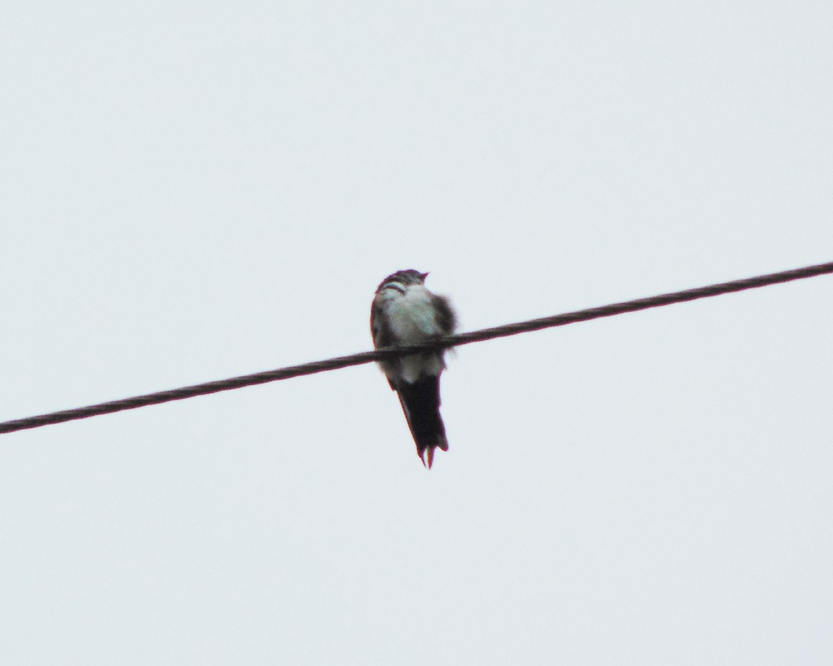 Black-capped Swallow - ML34017621