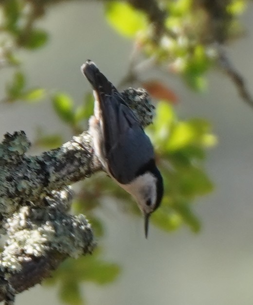 White-breasted Nuthatch - ML340176541