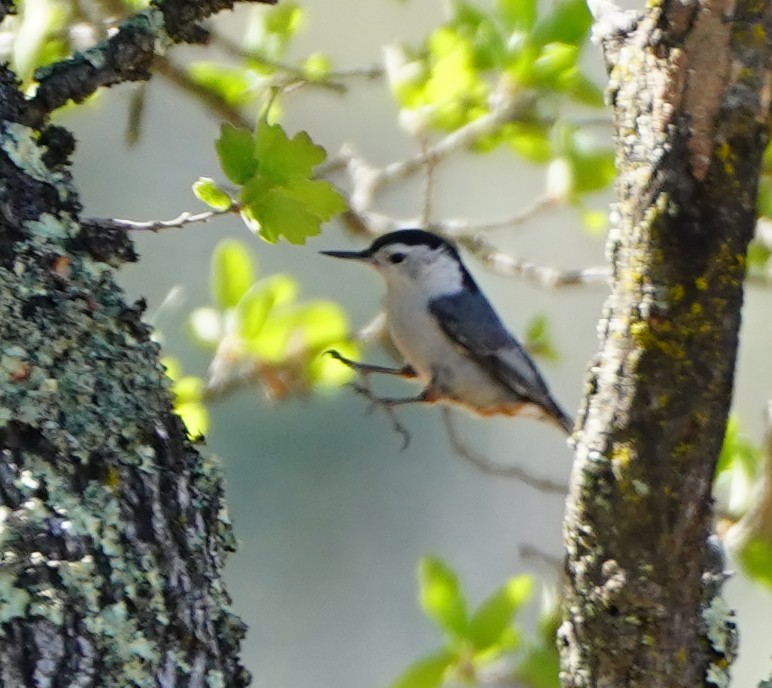 White-breasted Nuthatch - ML340176551
