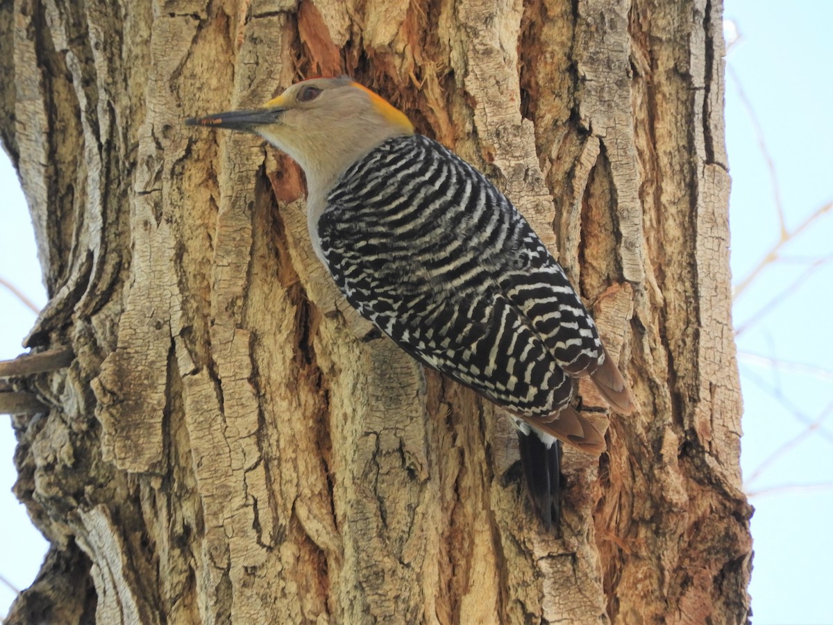 Golden-fronted Woodpecker - ML340177981