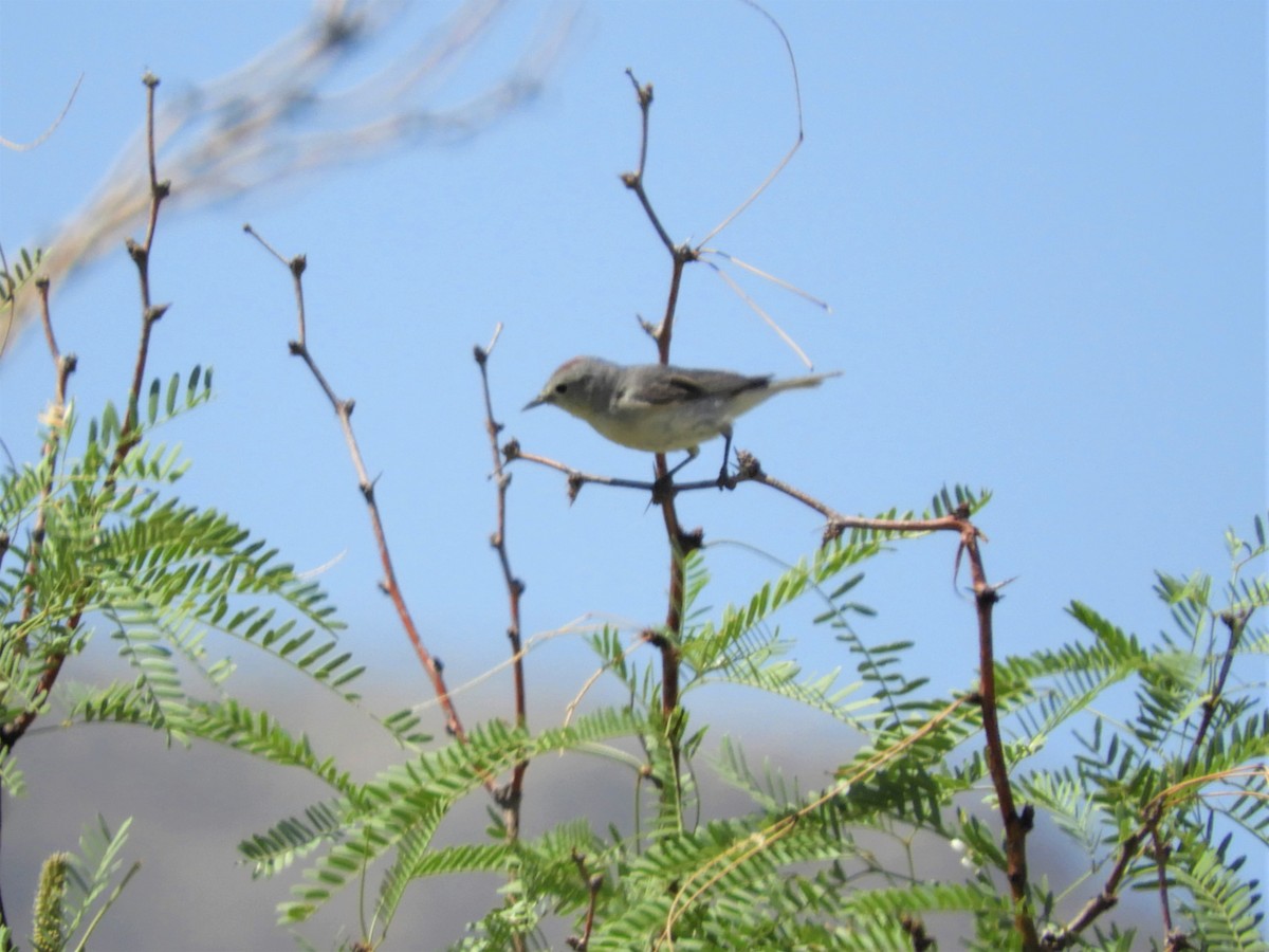 Lucy's Warbler - ML340178041