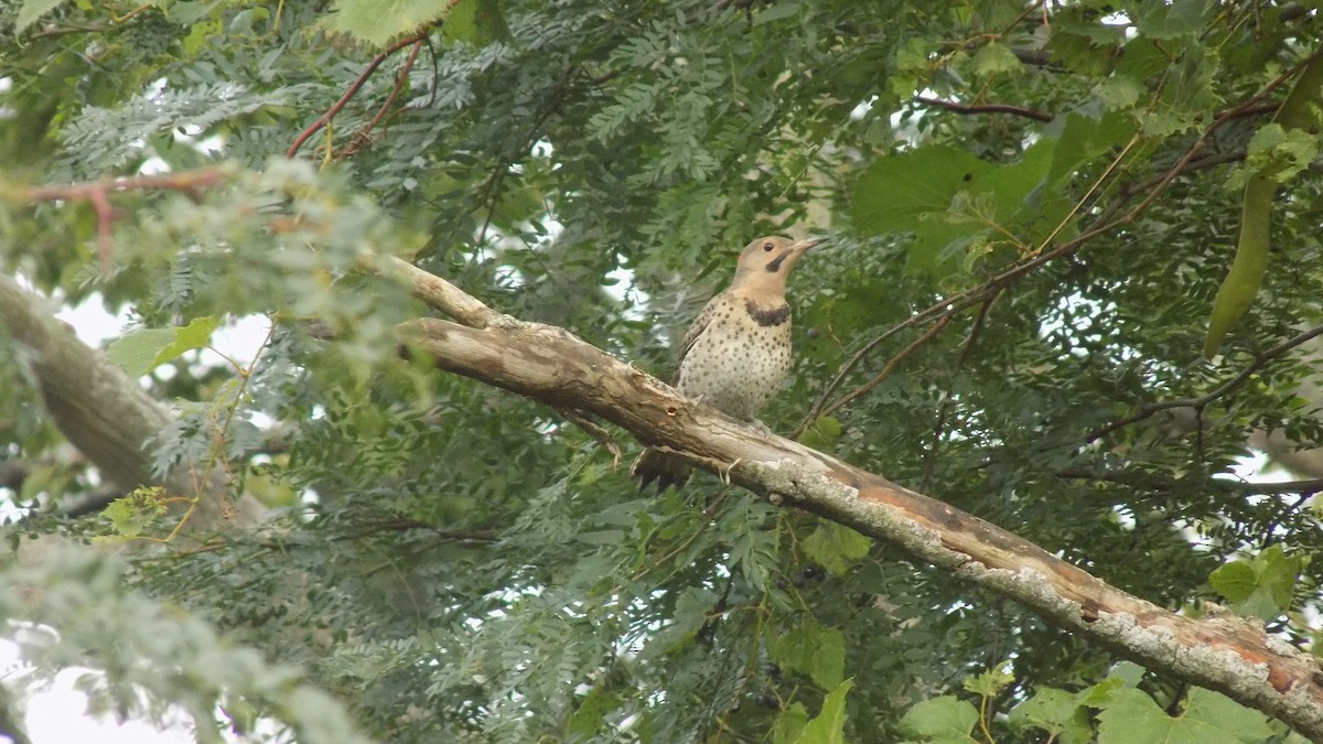 Northern Flicker - ML34017821