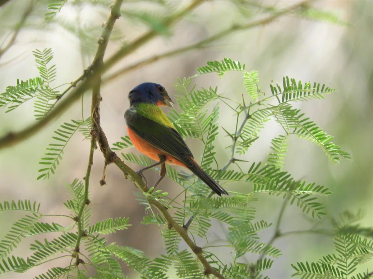 Painted Bunting - ML340178651