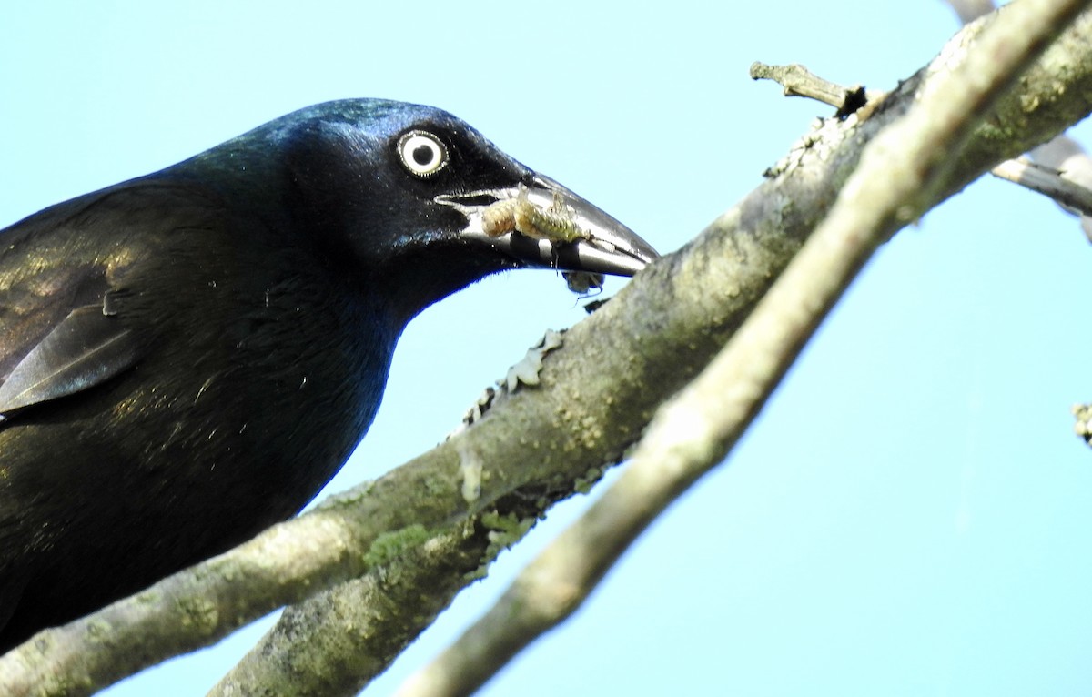 Common Grackle - ML340179391