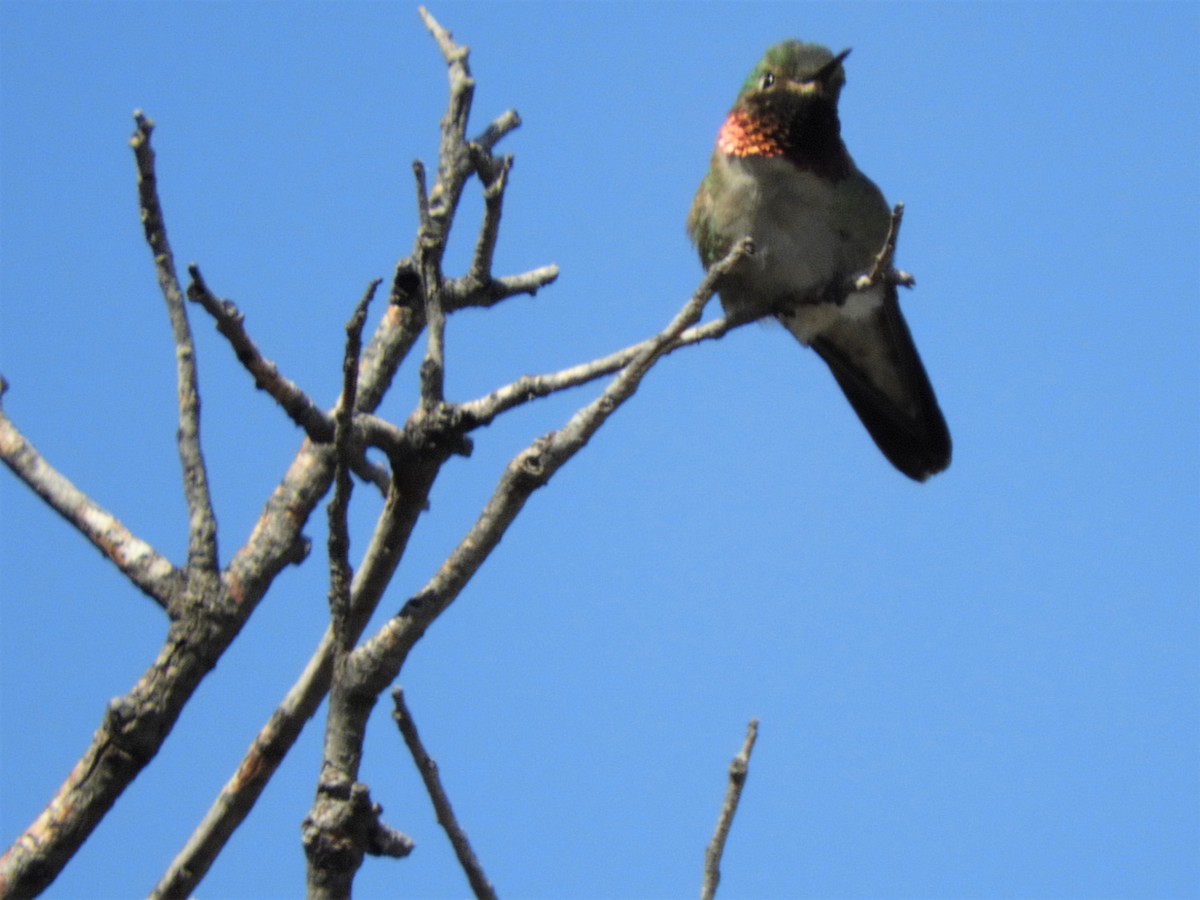 Broad-tailed Hummingbird - ML340179451