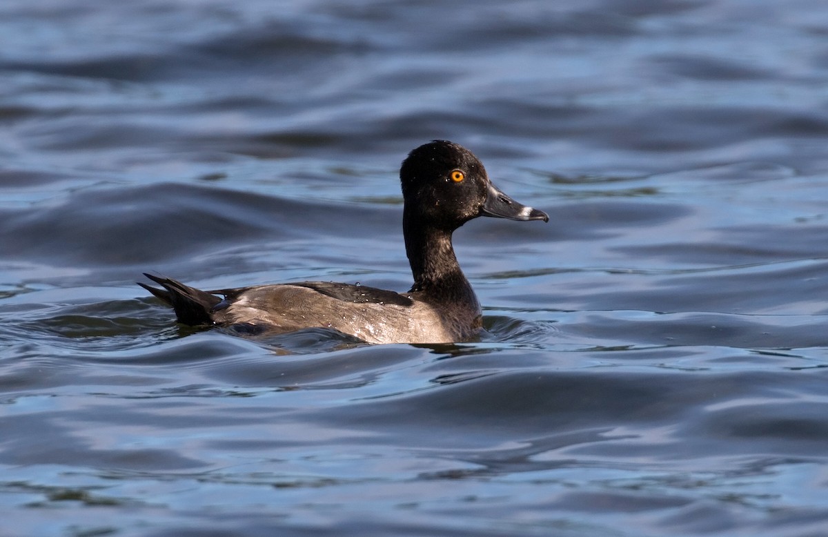 Ring-necked Duck - Mark R Johnson