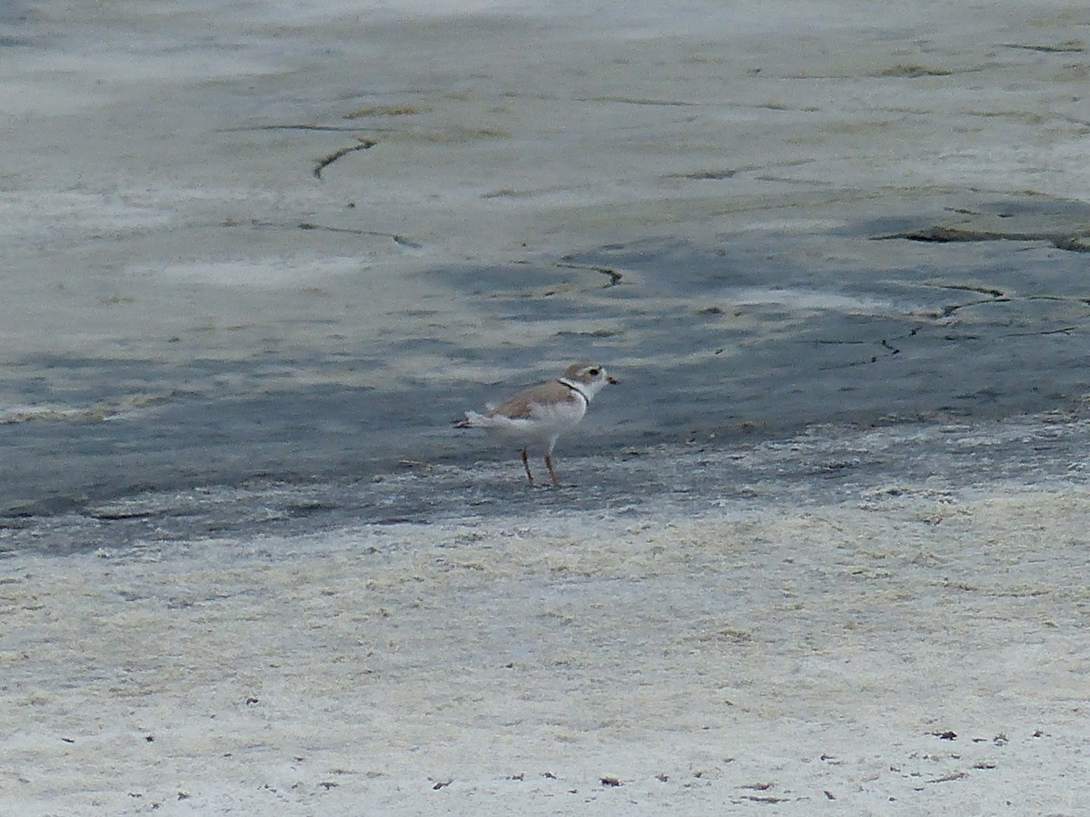 Piping Plover - ML340180531