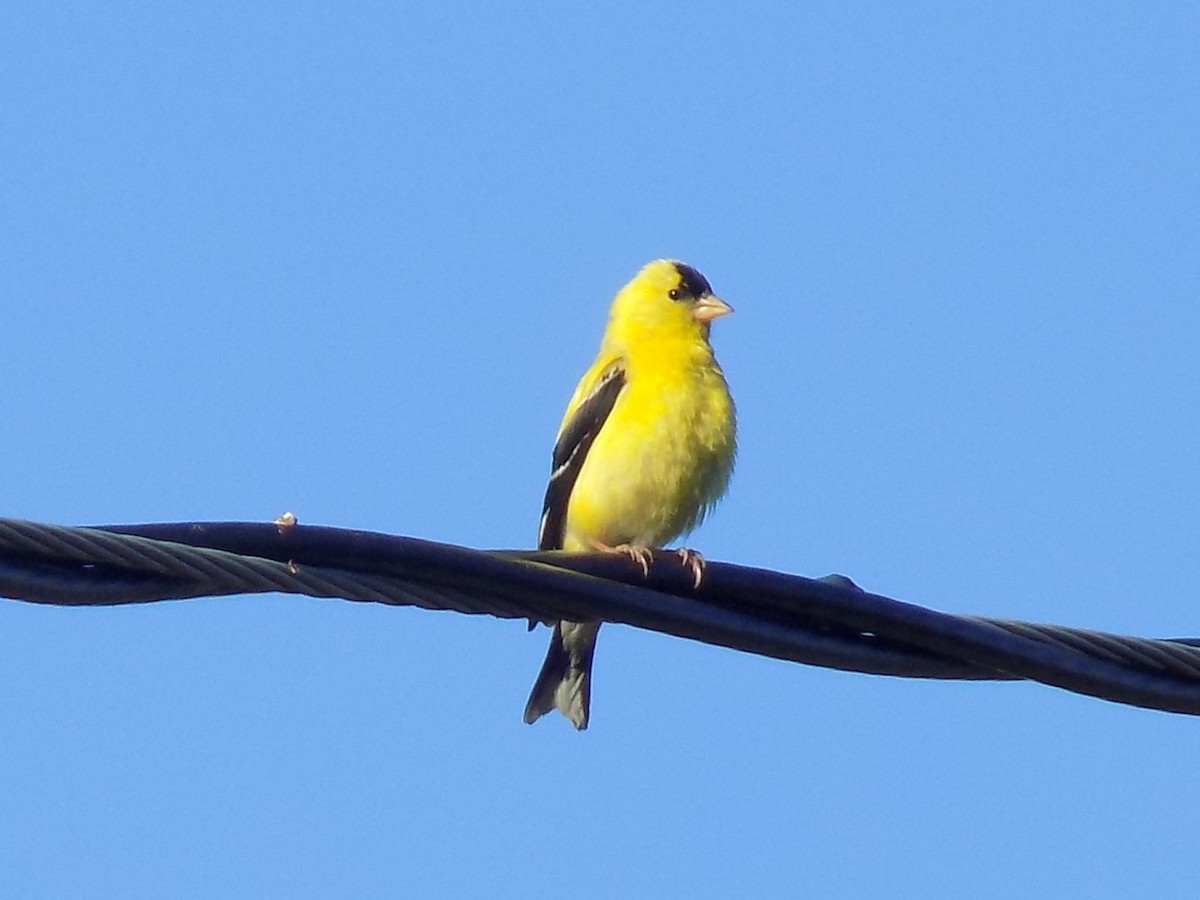 American Goldfinch - ML34018271