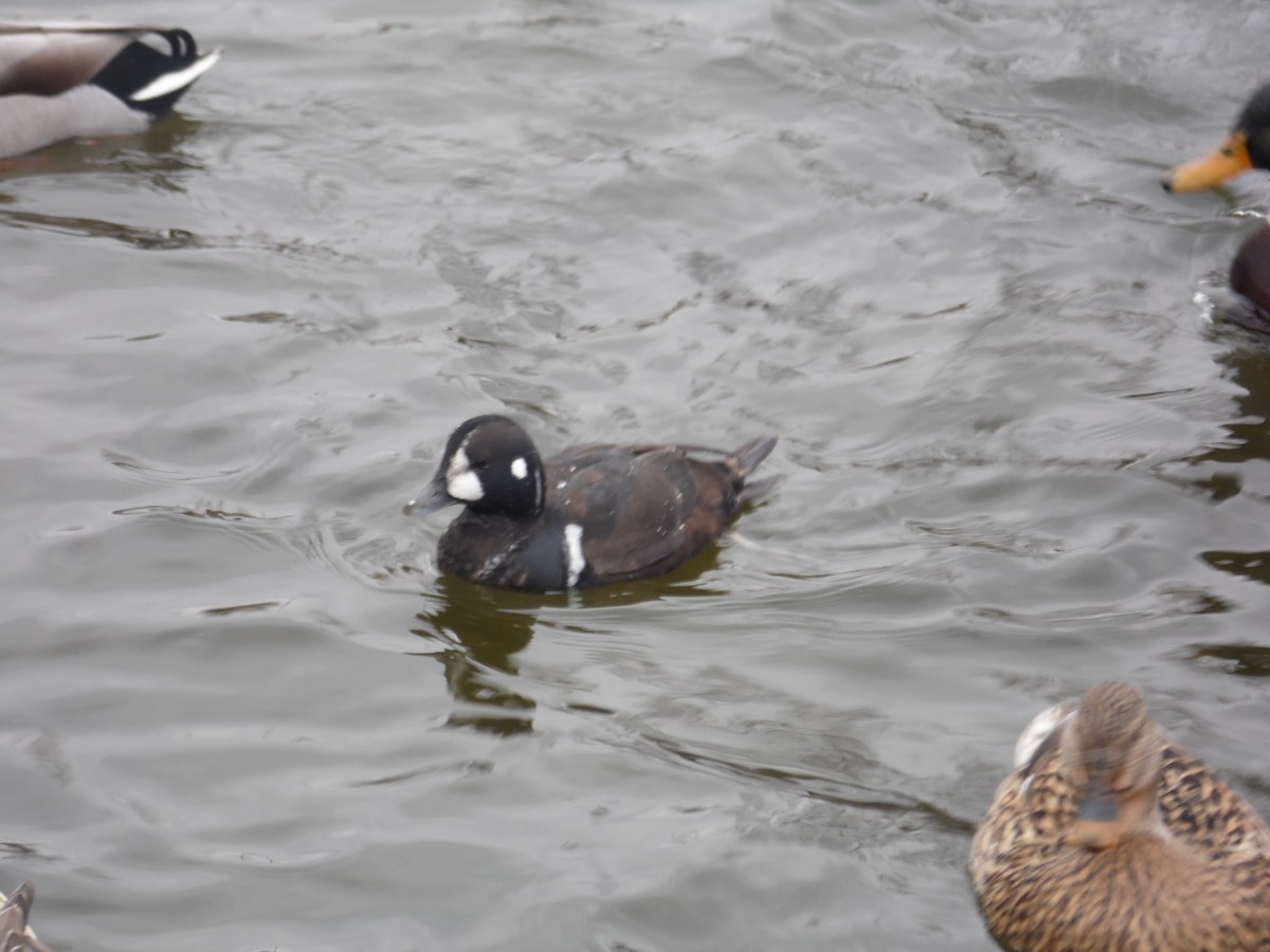 Harlequin Duck - ML340186101