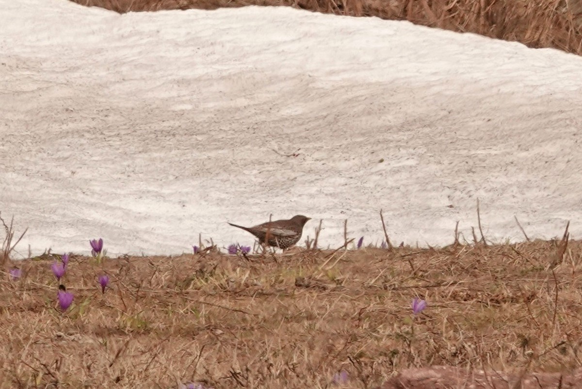 Ring Ouzel - Mira Milovanović