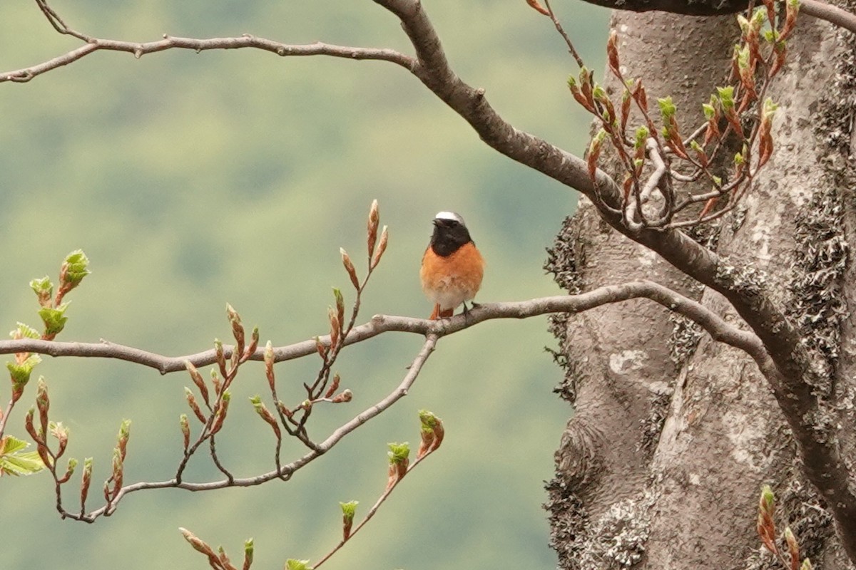 Common Redstart - ML340186881