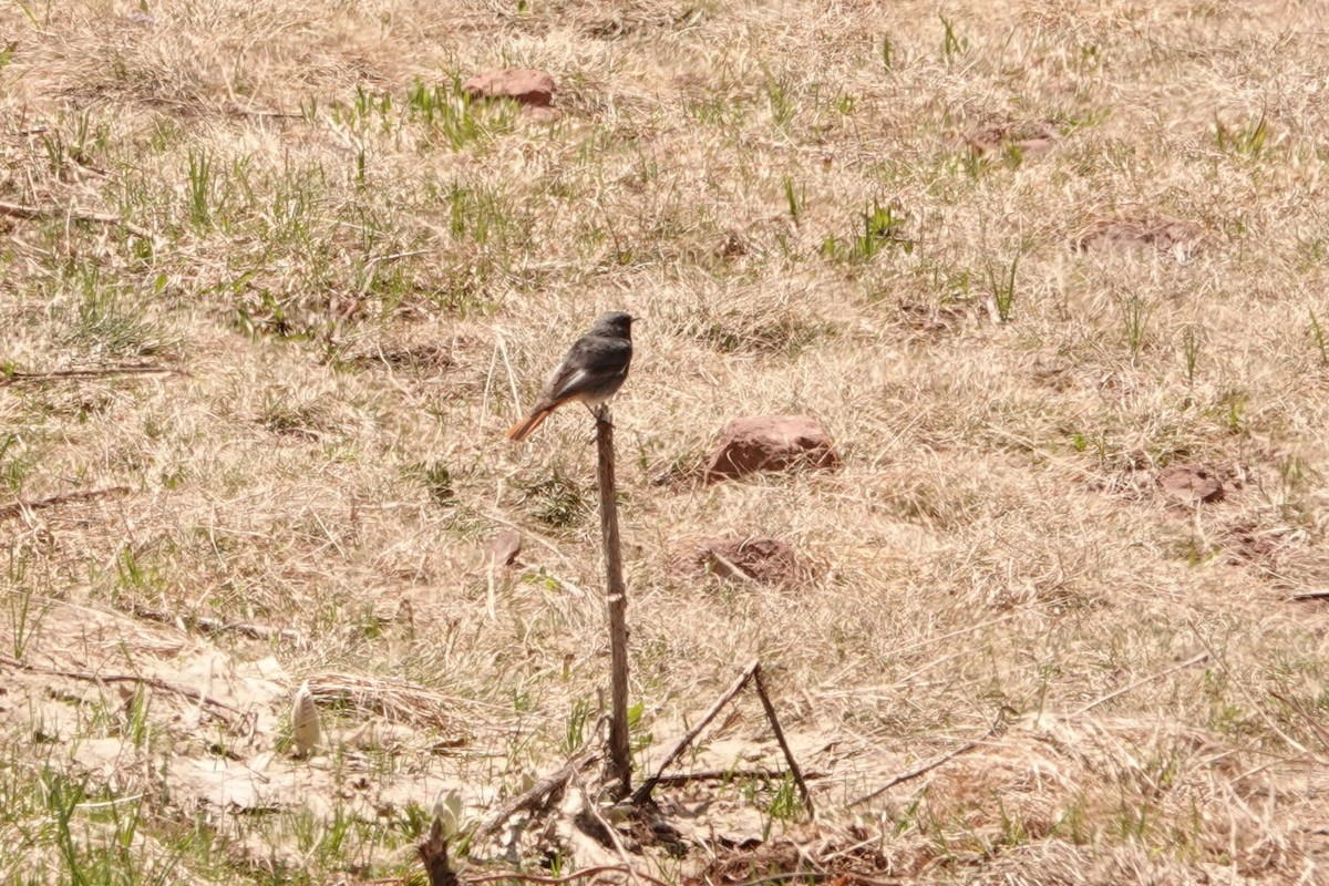 Black Redstart - ML340186901