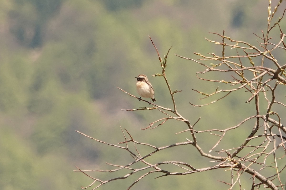 Whinchat - ML340186971