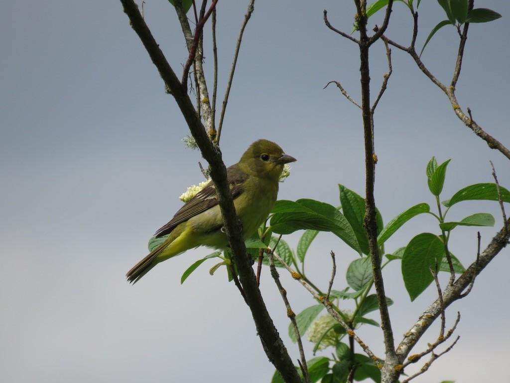 Western Tanager - ML340187431